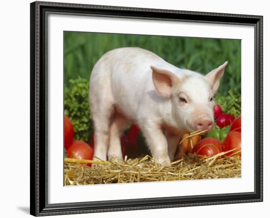 Domsetic Piglet with Vegetables, USA-Lynn M^ Stone-Framed Photographic Print