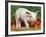 Domsetic Piglet with Vegetables, USA-Lynn M^ Stone-Framed Photographic Print