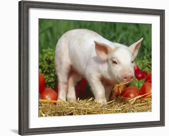 Domsetic Piglet with Vegetables, USA-Lynn M^ Stone-Framed Photographic Print