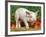 Domsetic Piglet with Vegetables, USA-Lynn M^ Stone-Framed Photographic Print