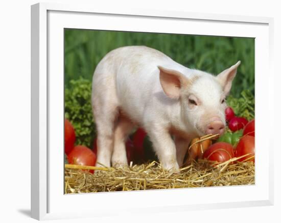 Domsetic Piglet with Vegetables, USA-Lynn M^ Stone-Framed Photographic Print