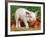 Domsetic Piglet with Vegetables, USA-Lynn M^ Stone-Framed Photographic Print