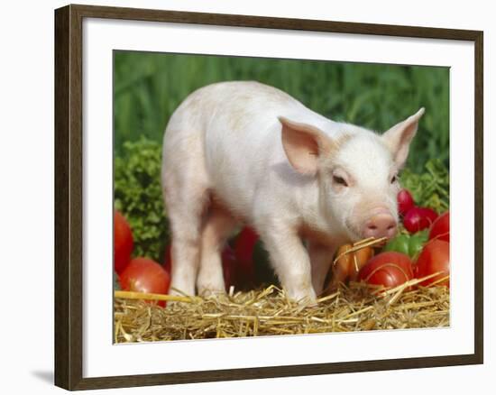 Domsetic Piglet with Vegetables, USA-Lynn M^ Stone-Framed Photographic Print