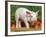 Domsetic Piglet with Vegetables, USA-Lynn M^ Stone-Framed Photographic Print