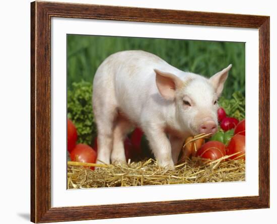 Domsetic Piglet with Vegetables, USA-Lynn M^ Stone-Framed Photographic Print