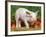 Domsetic Piglet with Vegetables, USA-Lynn M^ Stone-Framed Photographic Print