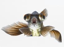 Black Moor Goldfish (Carassius Auratus)-Don Farrall-Laminated Photographic Print