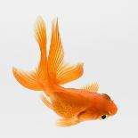 Fantail Goldfish (Carassius Auratus), Elevated View-Don Farrall-Framed Photographic Print