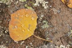 USA, Colorado, Gunnison NF. Aspen Leaf and Lichen on Rock-Don Grall-Photographic Print
