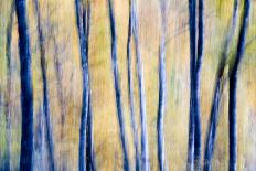 Dragged Shot of Silver Birch Trees-Don Hooper-Photographic Print