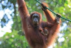 Bornean Orangutan mother and baby, Borneo, Malaysia, Southeast Asia, Asia-Don Mammoser-Framed Photographic Print