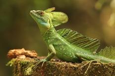 Male Jesus Christo Lizard, Costa Rica, Central America-Don Mammoser-Photographic Print