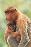 Bornean Orangutan mother and baby, Borneo, Malaysia, Southeast Asia, Asia-Don Mammoser-Framed Premier Image Canvas