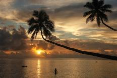 Young coconut palm tree establishing itself on an island, Fiji, Pacific-Don Mammoser-Photographic Print