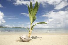 Young coconut palm tree establishing itself on an island, Fiji, Pacific-Don Mammoser-Photographic Print