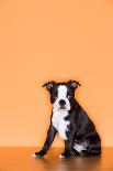 Dalmatian Puppy-Don Mason-Framed Photographic Print