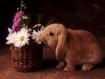 Bunny Smelling Basket of Daisies-Don Mason-Photographic Print