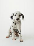 Dalmatian Puppy-Don Mason-Photographic Print