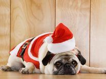 Dog in Santa Suit-Don Mason-Photographic Print