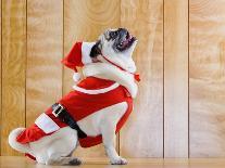 Dog in Santa Suit-Don Mason-Photographic Print