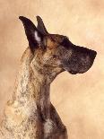 Boston Terrier Puppy-Don Mason-Photographic Print
