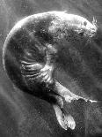 A Sea Lion Underwater with Sunlight Streaming Through-Don Mennig-Premium Photographic Print