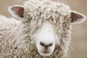 Canada, British Columbia, Fort Steele, Close-Up of a Sheep by Don Paulson Photography