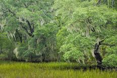 South Carolina, Charleston, Edisto Beach SP. Oak Trees Next to Swamp-Don Paulson-Photographic Print