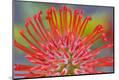 Premium Photographic Print