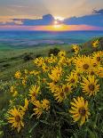 Washington State, Palouse Hills. Landscape with Douglas' Sunflowers-Don Paulson-Photographic Print