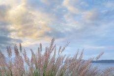 Washington State, Seabeck. Scenic of Pennisetum Ornamental Grasses-Don Paulson-Photographic Print