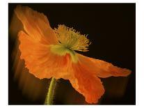 Schwartz - Dance of the Poppies-Don Schwartz-Art Print