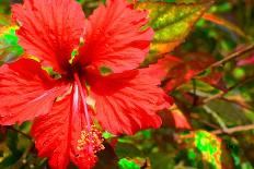 Red Hibiscus-Don Spears-Art Print