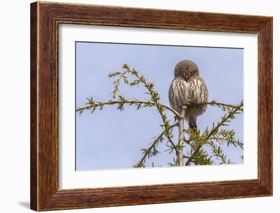 Don’t Mess with Me (Northern Pygmy Owl)-Art Wolfe-Framed Giclee Print
