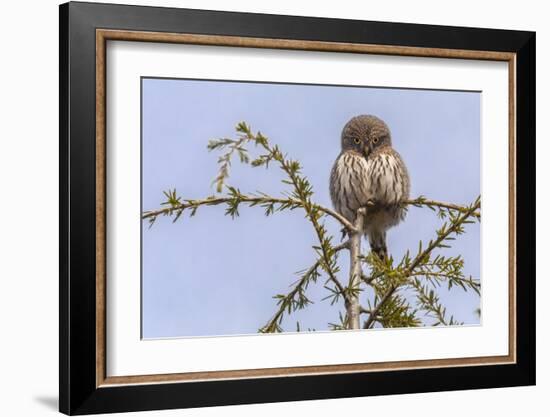 Don’t Mess with Me (Northern Pygmy Owl)-Art Wolfe-Framed Giclee Print