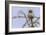 Don’t Mess with Me (Northern Pygmy Owl)-Art Wolfe-Framed Giclee Print