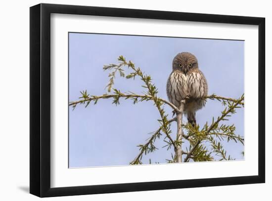 Don’t Mess with Me (Northern Pygmy Owl)-Art Wolfe-Framed Giclee Print