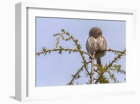 Don’t Mess with Me (Northern Pygmy Owl)-Art Wolfe-Framed Giclee Print