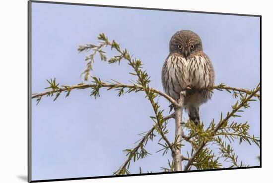 Don’t Mess with Me (Northern Pygmy Owl)-Art Wolfe-Mounted Giclee Print