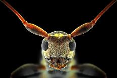 Flat-Headed Longhorn Beetle-Donald Jusa-Photographic Print