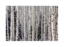 Aspen Forest-Donald Paulson-Giclee Print