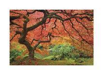 Japanese Maple Tree-Donald Paulson-Giclee Print