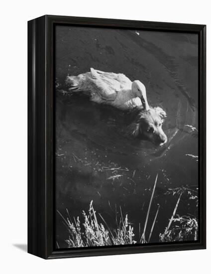 Donald, the Dog-Loving Duck, Hates Water But Takes a Ride on the Back of His Swimming Pal Rusty-Loomis Dean-Framed Premier Image Canvas