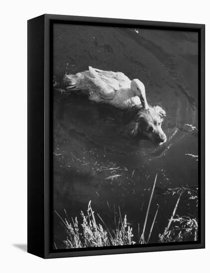 Donald, the Dog-Loving Duck, Hates Water But Takes a Ride on the Back of His Swimming Pal Rusty-Loomis Dean-Framed Premier Image Canvas