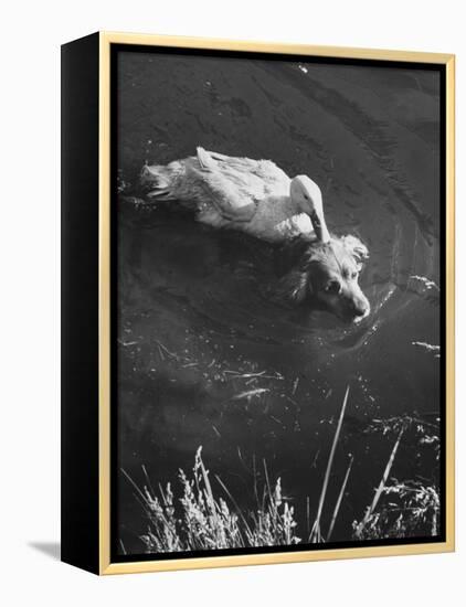 Donald, the Dog-Loving Duck, Hates Water But Takes a Ride on the Back of His Swimming Pal Rusty-Loomis Dean-Framed Premier Image Canvas