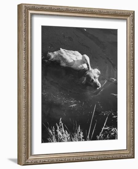 Donald, the Dog-Loving Duck, Hates Water But Takes a Ride on the Back of His Swimming Pal Rusty-Loomis Dean-Framed Photographic Print