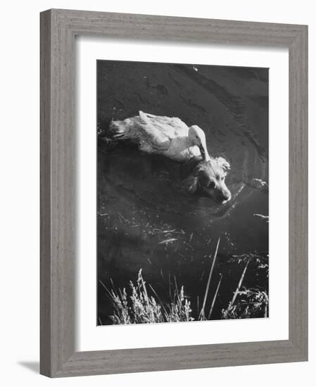 Donald, the Dog-Loving Duck, Hates Water But Takes a Ride on the Back of His Swimming Pal Rusty-Loomis Dean-Framed Photographic Print