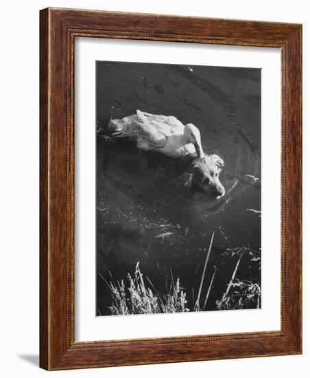 Donald, the Dog-Loving Duck, Hates Water But Takes a Ride on the Back of His Swimming Pal Rusty-Loomis Dean-Framed Photographic Print