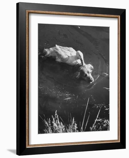 Donald, the Dog-Loving Duck, Hates Water But Takes a Ride on the Back of His Swimming Pal Rusty-Loomis Dean-Framed Photographic Print