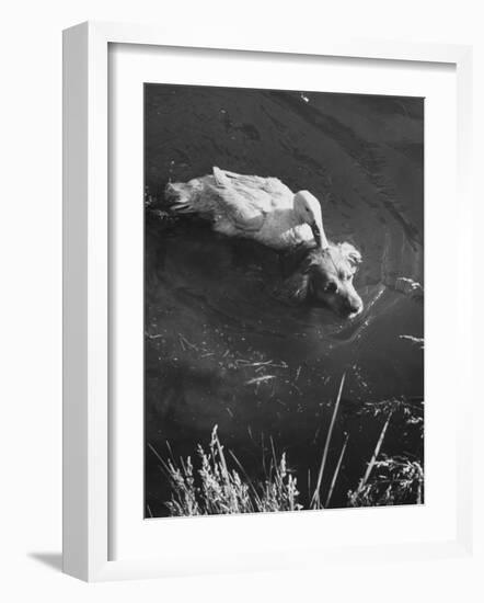 Donald, the Dog-Loving Duck, Hates Water But Takes a Ride on the Back of His Swimming Pal Rusty-Loomis Dean-Framed Photographic Print